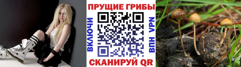 Галлюциногенные грибы GOLDEN TEACHER  маркетплейс как зайти  Осташков  купить закладку 